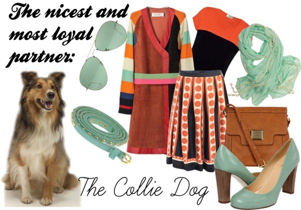 Collie Dog Collie Dog