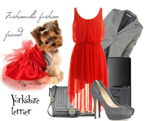 yorkshire terrier yorkshire terrier