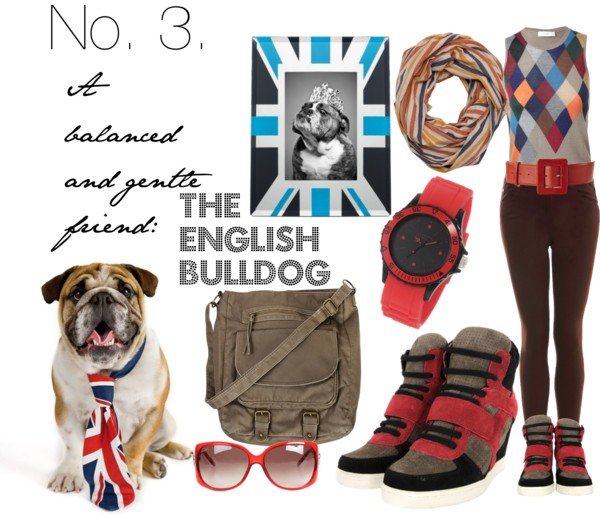 English Bulldog English Bulldog