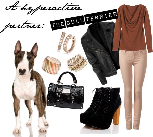 Bull terrier Bull terrier